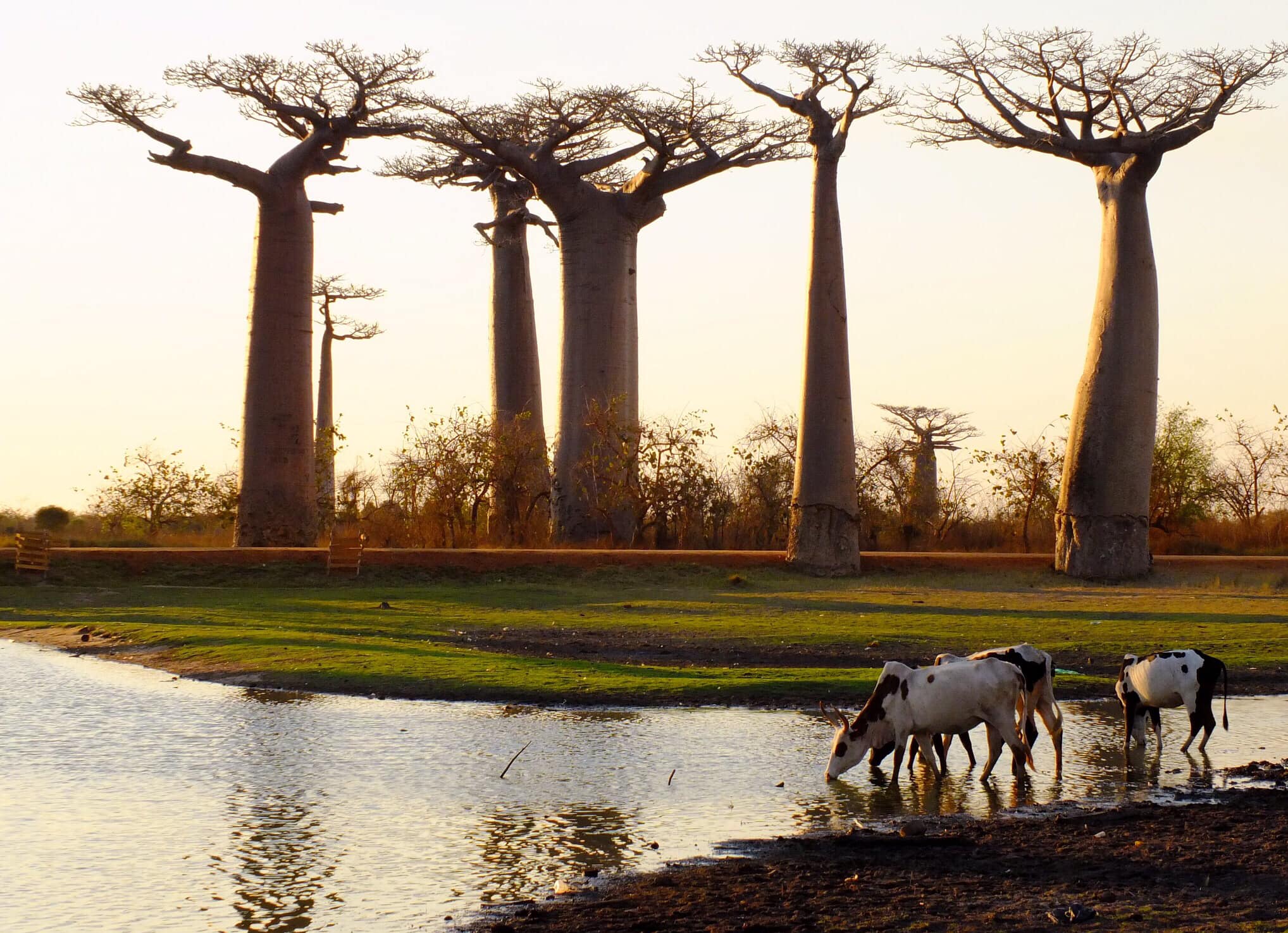 Les baobabs sur la route des Tsingy de Bemaraha