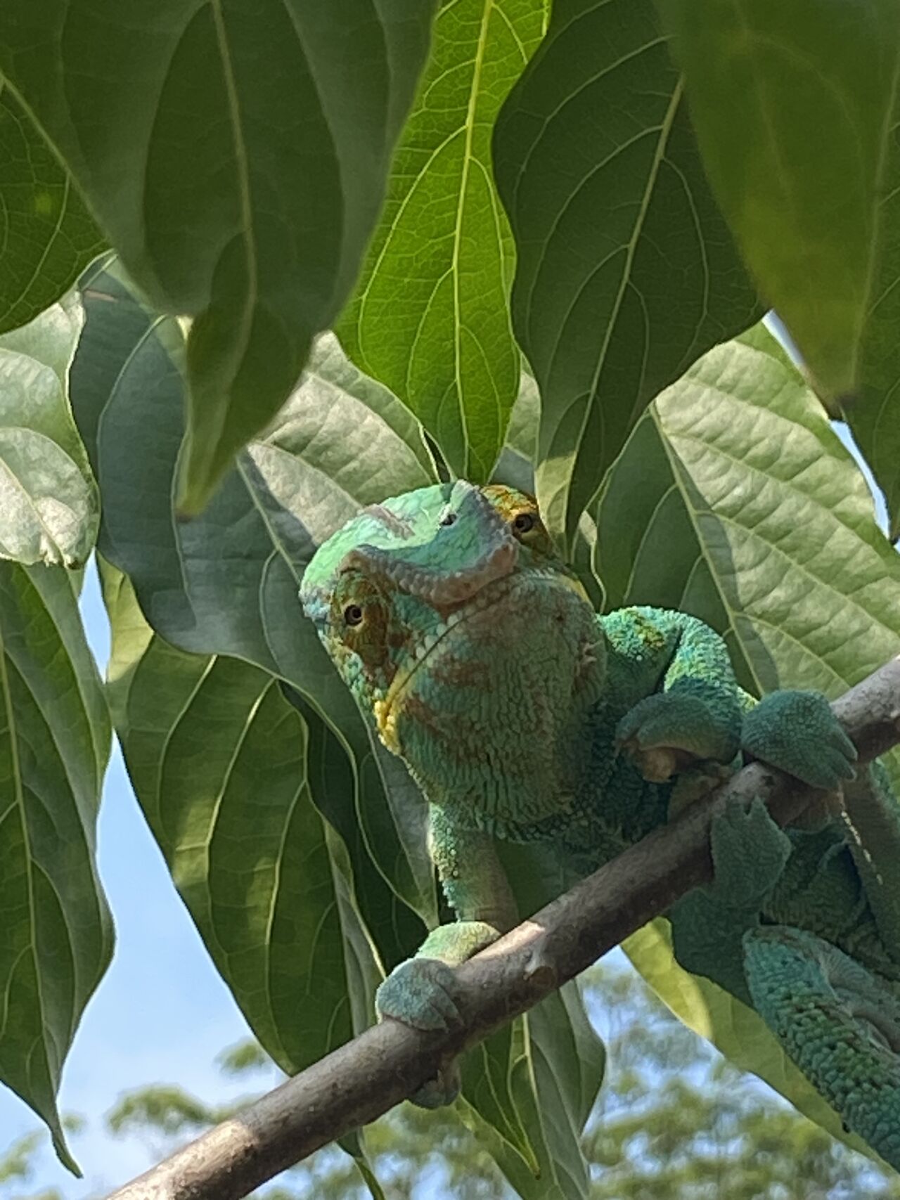 UN BEAU CAMELEON A L'ILE AUX PARFUMS  NOSY BE