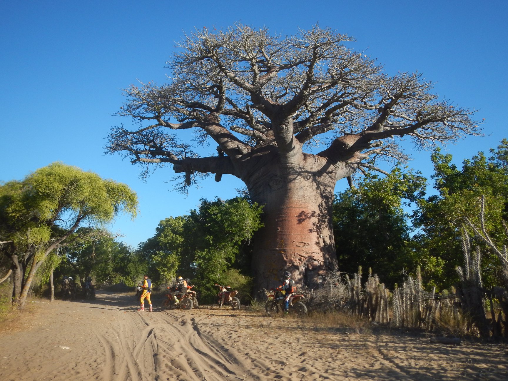 Une pause prés de grand baobab sur la route de terre et de sable