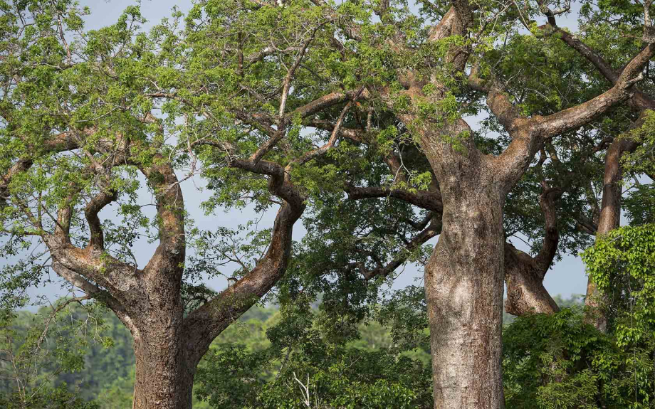 Anjajavy-arbres-1