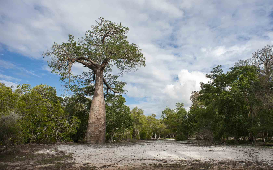 Anjajavy-arbres