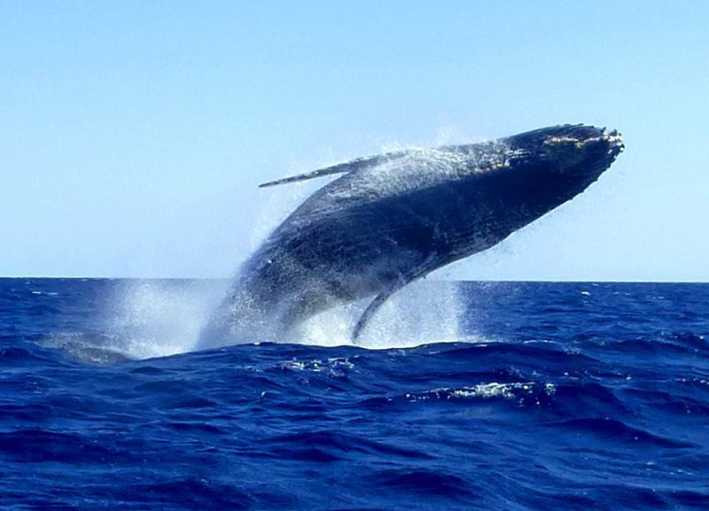 Les baleines que vous pourrez voir à Sainte Marie et tout le long de la côte ouest de la grande île de juin à octobre .