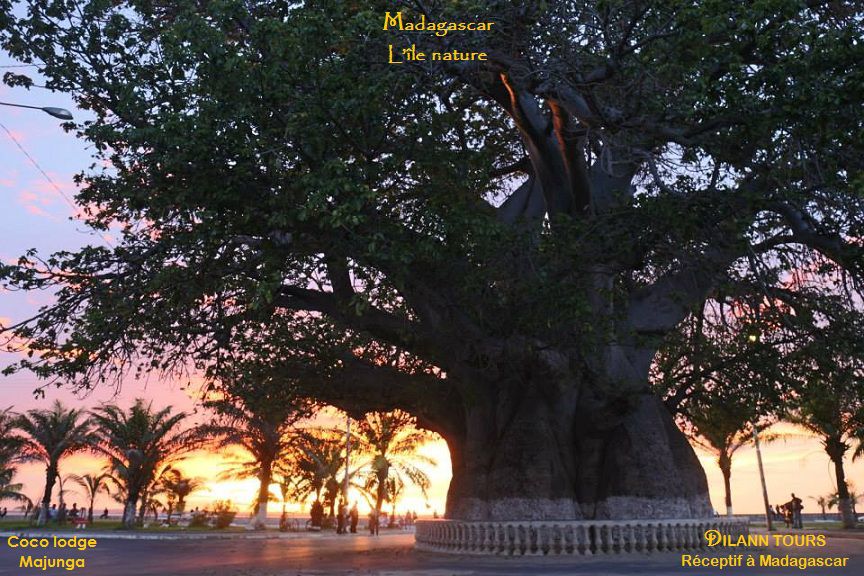 Le grand baobab majestueux au bord de la mer à Mahajanga