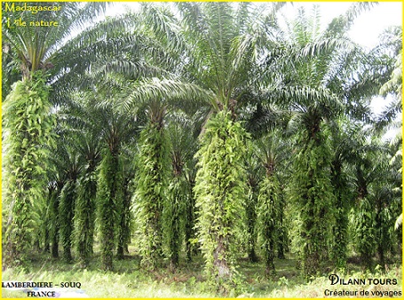 Une plantation de palmiers sur notre route pour une exploitation industrielle