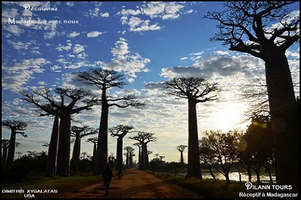 L'allée des Baobabs au coucher du soleil
