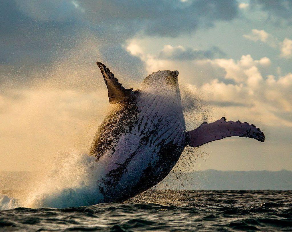 Les baleines , une excursion à faire pour les voir de prés ! fascinant !