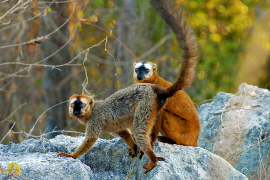 Les lémuriens du parc de Bemaraha