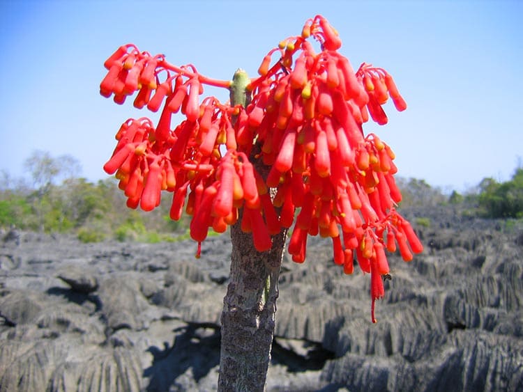 La flore du parc national de Bemaraha

LES PHOTOS  : MADAGASCAR NATIONAL PARKS
Nos remerciements  
