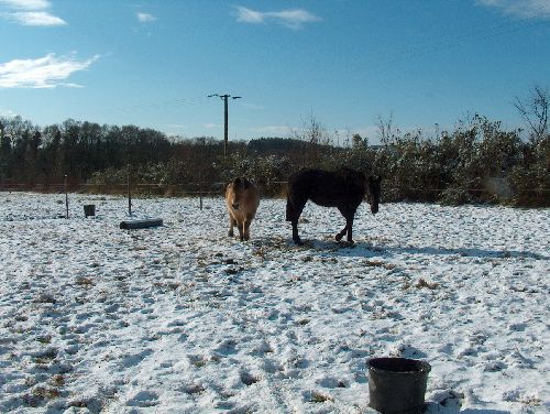 les chevaux sous la neige