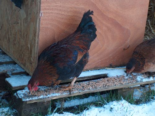 et les poules sous la neige!
