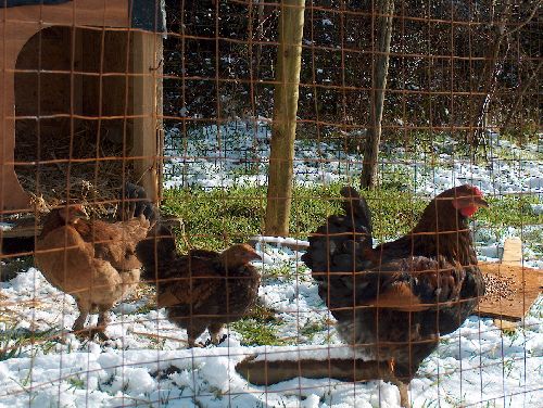 et les poules sous la neige!