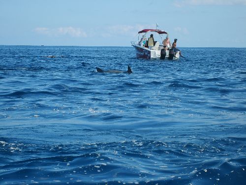Nager avec les dauphins en pleine mer