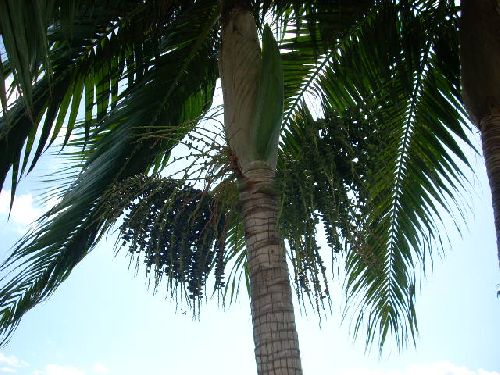 fruits du palmiste