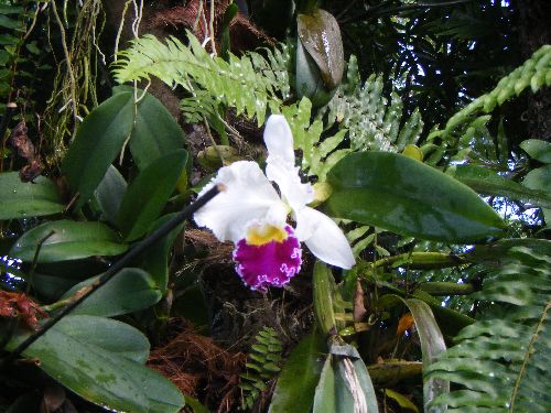 orchidé blanche et mauve