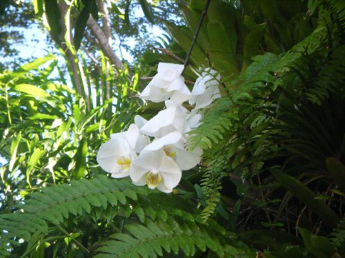 orchidé blanche