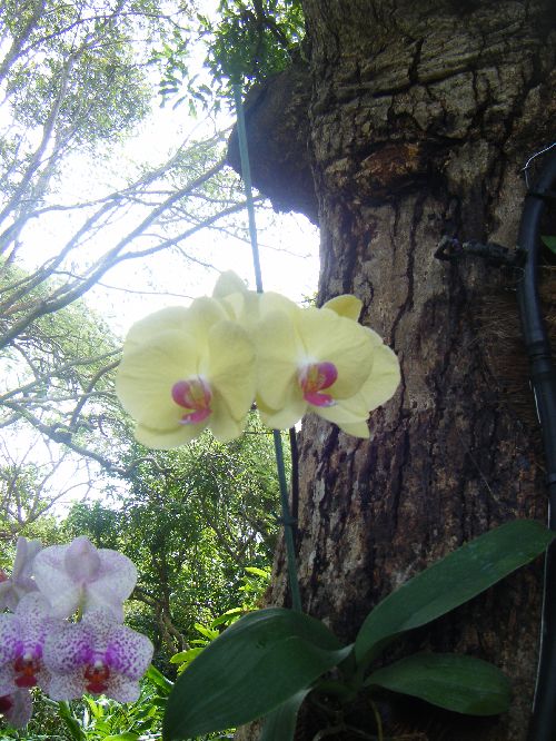 orchidée jaune pâle