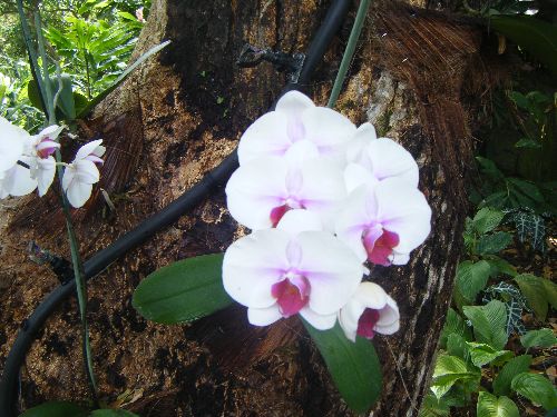 Orchidé blanche et rose