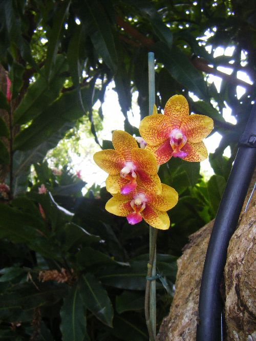 Orchidé moucheté