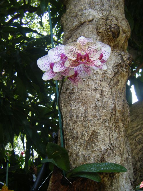 Orchidée rose moucheté