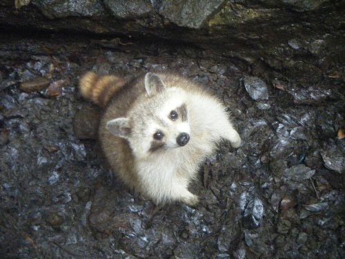 racoon sur ses pattes arrières