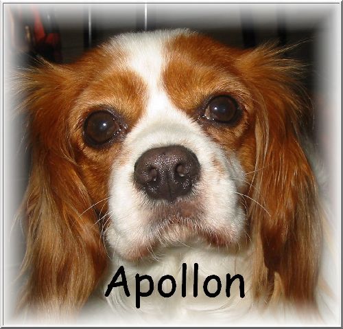 Portrait d\'Apollon 07-08