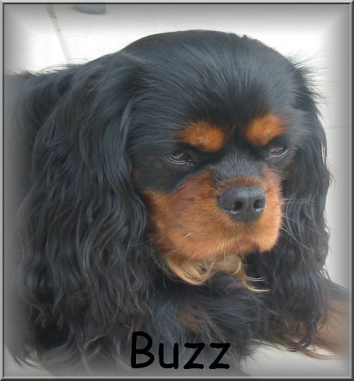 Portrait de Buzz 06-08