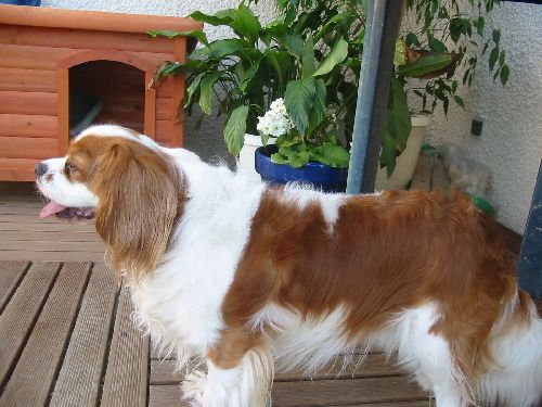 Apollon sur la terrasse