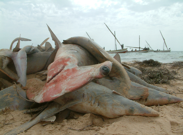 Massacre de requins