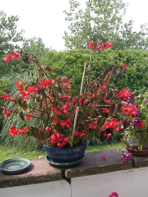 Begonia aile du dragon