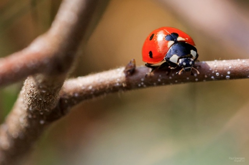 ladybug-200837_640.jpg