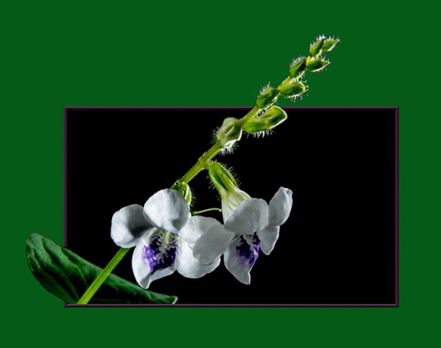 wild-orchid-201293_640.jpg