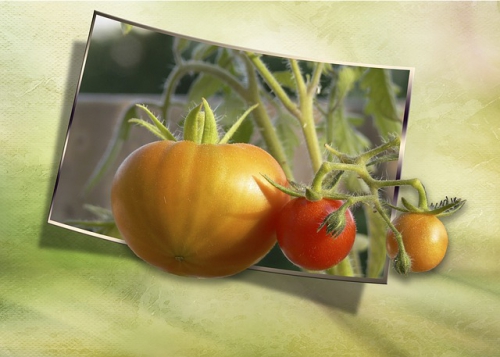 tomatoes-200901_640.jpg
