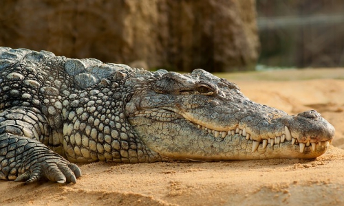 nile-crocodile-245013_640.jpg