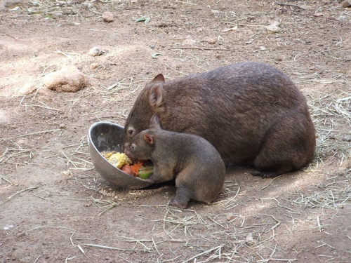 wombat-250858_640.jpg