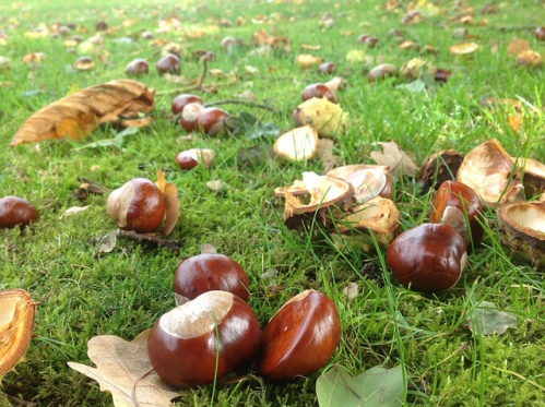 chestnuts-327699_640.jpg