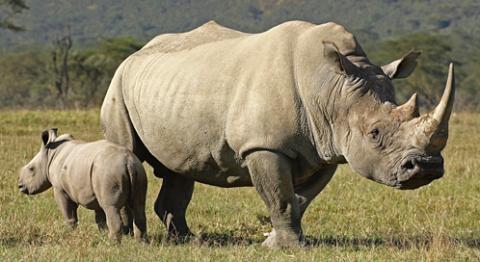 rhinoceros-guy-standen-dpc.jpg