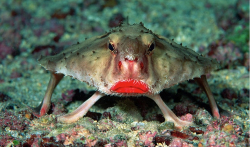 10081050-le-poisson-chauve-souris-aux-levres-rouges-des-iles-galapagos.jpg