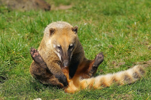 coati-716945_640.jpg