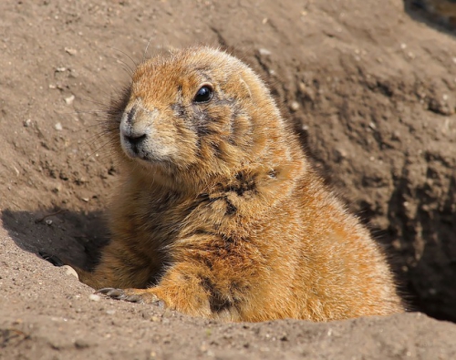 prairie-dog-738466_640.jpg