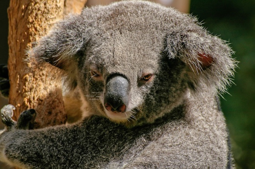 koala-446876_640.jpg