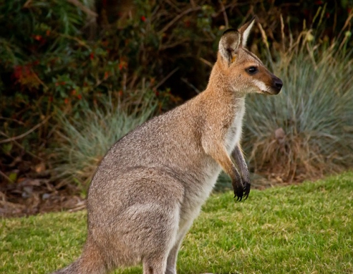 wallaby-432745_640.jpg