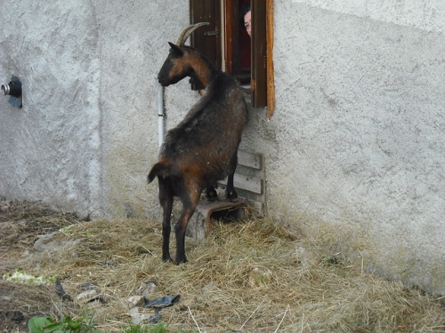 goat-171522_640.jpg