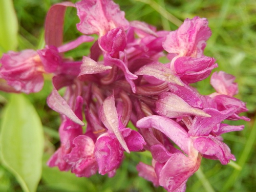 wild-hyacinth-775907_640.jpg