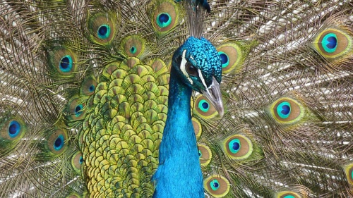 peacock-90051_640.jpg