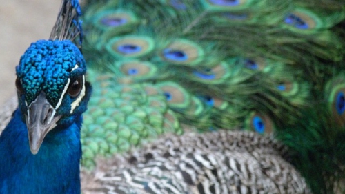 peacock-90033_640.jpg