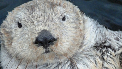 otter-90025_640.jpg