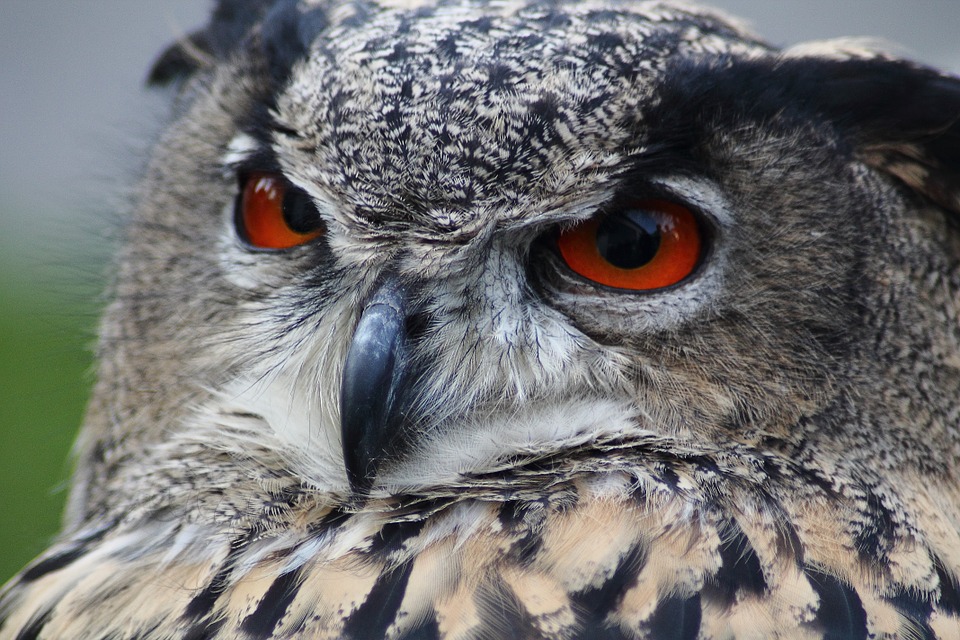 eagle-owl-184567_960_720.jpg