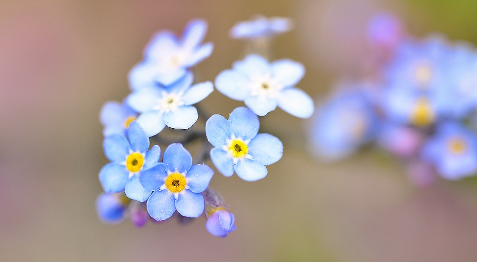 forget-me-not-752897_960_720.jpg