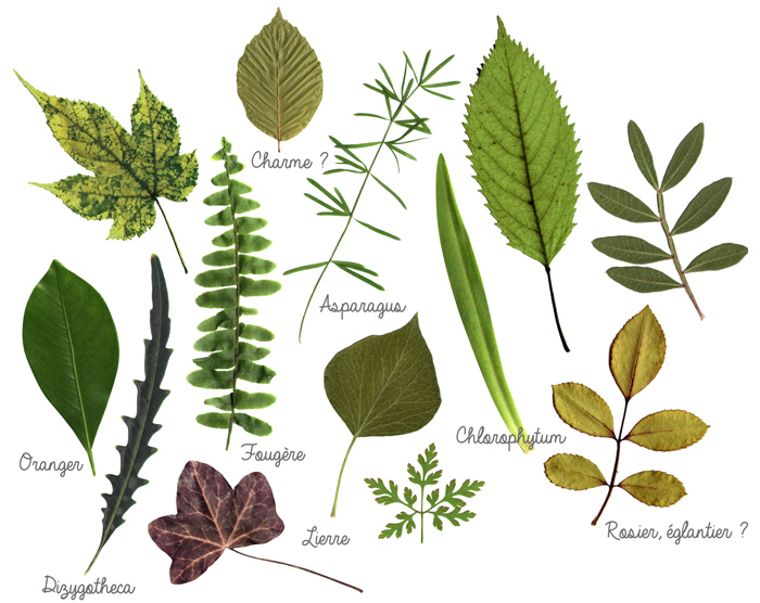 plantes-herbier-diy-feuilles.jpg
