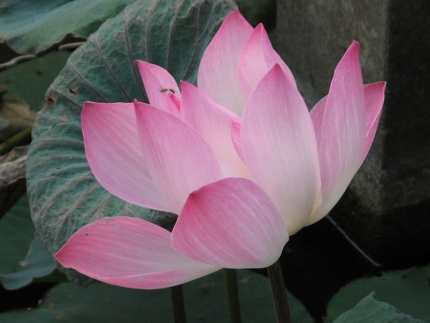 10295721-lotus.jpg